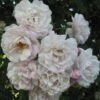 Rosier Grimpant Blush Noisette -Des Graines De Plantes 3914604645 75fd68907d o 20rosier blush noisette 771438 1