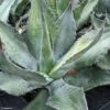 Agave Salmiana - Agave De Salm -Des Graines De Plantes AGAVE salmiana IF 189910 1