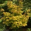 Erable Hybride - Acer X Orientalia Minorient -Des Graines De Plantes Acer X ORIENTALIA Minorient 83936 1