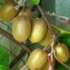 Kiwi Hayward (femelle) - Actinidia Deliciosa -Des Graines De Plantes Actinidia Deliciosa Hayward femelle 781291 1