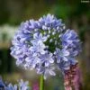 Agapanthe Full Moon -Des Graines De Plantes Agapanthe Full Moon Agapanthus praecox subsp orientalis IF 18024 1