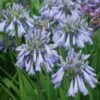 Agapanthe Celebration - Agapanthus -Des Graines De Plantes Agapanthus Celebration 15046 1