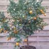 Calamondin - Citrus Madurensis (mitis) -Des Graines De Plantes Agrume Calamondin 79065 1