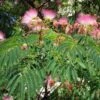 Albizia Julibrissin Rosea - Arbre à Soie Rose
