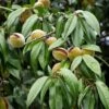 Amandier Nain Autofertile Fruit Me Almond Me - Prunus Dulcis -Des Graines De Plantes Amandier nain autofertile Fruit me Almond me Prunus dulcis copyright 16221 1