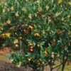 Arbutus Unedo Atlantic - Arbousier -Des Graines De Plantes Arbutus unedo 82783 1