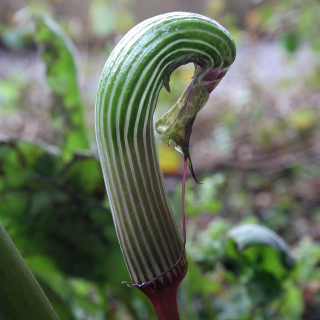 Arisaema Galeatum - Plante Cobra 3 Arisaema Galeatum - Plante Cobra