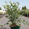 Aronia Melanocarpa Autumn Magic -Des Graines De Plantes Aronia melanocarpa Autumn Magic NOBLE 83947 1