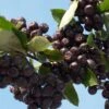 Aronia Prunifolia Nero - Aronie à Gros Fruits. -Des Graines De Plantes Aronia prunifolia Nero 85481 1