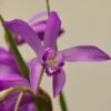 Bletilla Striata Soryu Blue Dragon - Orchidée Jacinthe Bleue -Des Graines De Plantes Bletilla striata Soryu V 5034 1