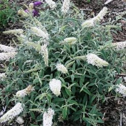 Buddleia Davidii White Ball