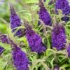 Buddleja Davidii Butterfly CandyLittle Purple - Arbre Aux Papillons Nain -Des Graines De Plantes Buddleja Butterfly Candy Little Purple copyright 17555 1