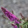 Buddleja Pink Micro Chip - Arbre Aux Papillons Nain -Des Graines De Plantes Buddleja Pink Micro Chip 84812 1