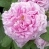 Rosier Ancien Comte De Chambord -Des Graines De Plantes COMTE DE CHAMBORD 822762 1