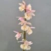 Calanthe Pink & Cream - Orchidée Vivace -Des Graines De Plantes Calanthe Pink Cream Orchidee vivace IF 18955 1