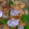 Calanthe Discolor -Des Graines De Plantes Calanthe discolor ld yamada 9528 1
