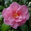 Camélia Donation - Camellia (x) Williamsii -Des Graines De Plantes Camelia Donation 83890 1