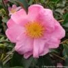 Camélia D'automne - Camellia Sasanqua Plantation Pink -Des Graines De Plantes Camelia Plantation Pink 7985 1