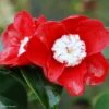 Camélia Bokuhan - Camellia Japonica -Des Graines De Plantes Camellia Bokuhan Arbustes 85266 1