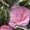 Camélia Classique - Camellia Kerguelen -Des Graines De Plantes Camellia Kerguelen 781711 1