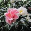 Camélia Lady Vansittart - Camellia Japonica -Des Graines De Plantes Camellia Lady Vansittart 85271 1