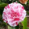 Camélia Lavinia Maggi - Camellia Japonica -Des Graines De Plantes Camellia Lavinia Maggi 85272 1