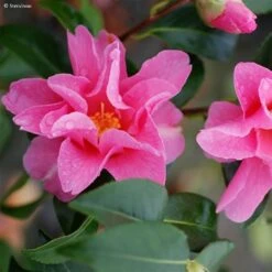 Camélia Lucky Star - Camellia (x) Williamsii