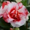 Camélia Midnight Variegated - Camellia Japonica -Des Graines De Plantes Camellia Midnight variegated IF 16643 1