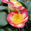 Camélia Okan - Camellia Japonica De Higo -Des Graines De Plantes Camellia Ohkan IF 17347 1