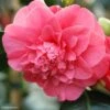 Camélia Chandleri Elegans - Camellia Japonica -Des Graines De Plantes Camellia chandleri Elegans 85274 1