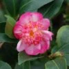 Camélia D'automne - Camellia Sasanqua Choji Guruma -Des Graines De Plantes Camellia sasanqua Choji Guruma 0566002 1