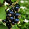 Cassissier Black'n Red Premiere - Ribes Nigrum -Des Graines De Plantes Cassissier Black n Red Premiere IF 179361 1