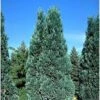 Chamaecyparis Lawsoniana Alumii - Cyprès De Lawson 1 Chamaecyparis Lawsoniana Alumii - Cyprès De Lawson -Des Graines De Plantes Chamaecyparis lawsoniana Alumii 87923 1