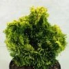 Chamaecyparis Obtusa Andorra - Faux Cyprès Hinoki Du Japon -Des Graines De Plantes Chamaecyparis obtusa Andorra 624002 1