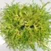 Chamaecyparis Obtusa Kamarachiba - Faux Cyprès Hinoki Du Japon -Des Graines De Plantes Chamaecyparis obtusa Kamarachiba 631002 1