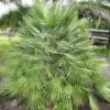 Chamaerops Humilis - Palmier Nain
