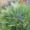 Chamaerops Humilis Compacta - Palmier Nain -Des Graines De Plantes Chamaerops humilis Compacta 83256 1