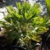 Chamaerops Humilis Vulcano - Palmier Nain -Des Graines De Plantes Chamaerops humilis Vulcano 82194 1