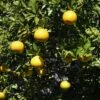Citrus Ichangensis - Ichang Papeda -Des Graines De Plantes Citrus ichangensis 83267 1