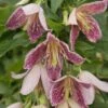 Clématite - Clematis Cirrhosa Advent Bells -Des Graines De Plantes Cl matite Advent Bells 81570 1