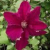 Clématite - Clematis Ernest Marckham -Des Graines De Plantes Clematis Ernest Marckham 681496 1