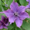 Clématite - Clematis Guiding Promise -Des Graines De Plantes Clematis Guiding promise evipo053 IF 87839 1 1