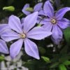 Clématite - Clematis Sugar Sweet (Scented Clem) -Des Graines De Plantes Clematis Scented Clem 83898 3