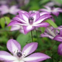 Clématite Lavallée N°1