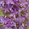 Clématite - Clematis Viticella Sunny Sky -Des Graines De Plantes Clematis viticella Sunny Sky 81376 1