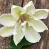 Clématite - Clematis Mrs. Georges Jackman -Des Graines De Plantes Clematite Clematis Mrs Georges Jackman 87836 1