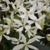 Clématite - Clematis Armandii Snowdrift -Des Graines De Plantes Clematite armandii Snowdrift 83607 1