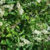 Clethra Alnifolia 1 Clethra Alnifolia -Des Graines De Plantes Clethra alnifolia 781577 1