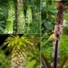 Collection 5 Eucomis -Des Graines De Plantes Collection 5 Eucomis 86085 1