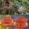 Collection 10 Alliums Etranges -Des Graines De Plantes Collection Alliums Etranges 82427 1